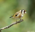 Carduelis carduelis